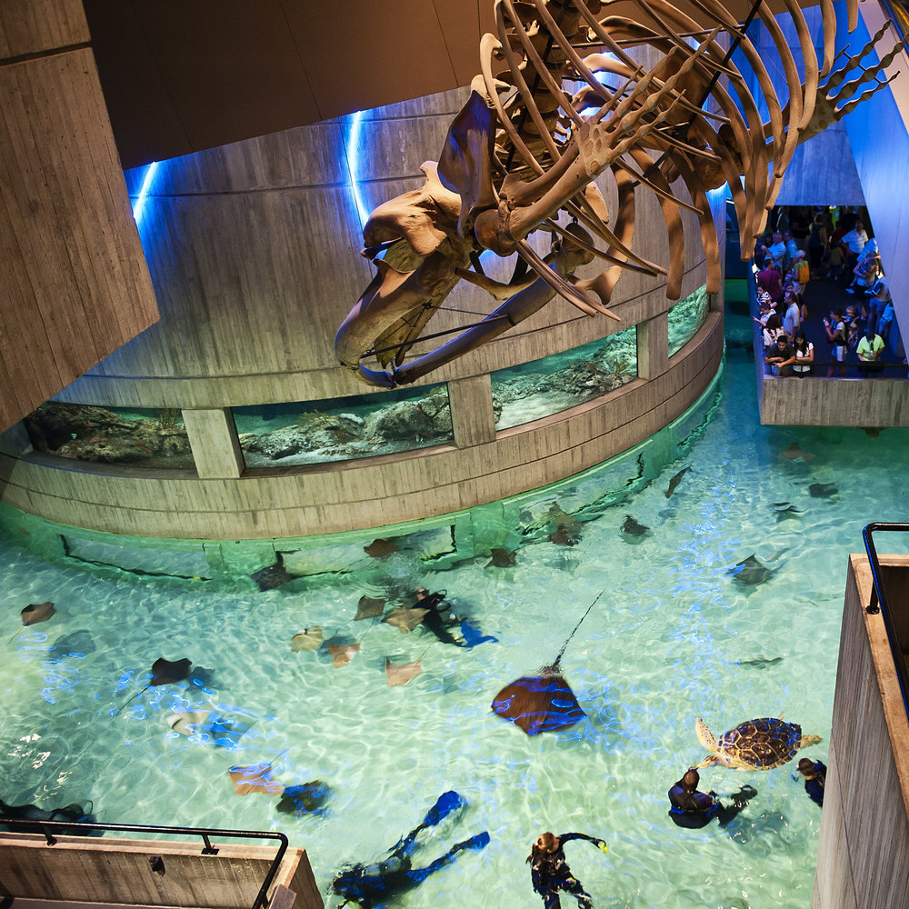 National Aquarium, Inner Harbor, Baltimore, Maryland, USA